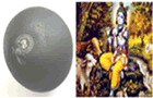 Shree Krishna Shaligrm Krishna Shaligram